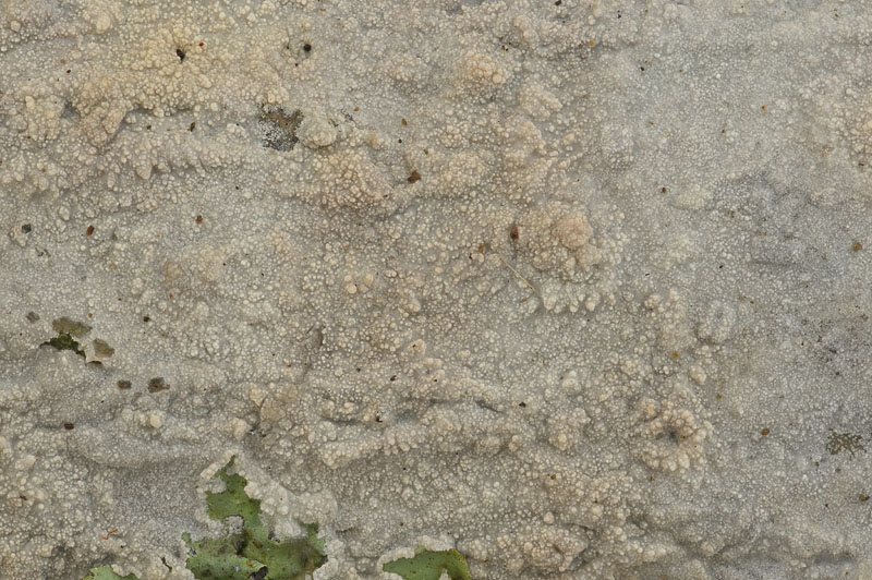 Hyphoderma setigerum